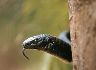serpent arboricole noir(thrasops jackoni jackoni)