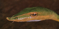 serpent-liane (Dryophis nasuta)