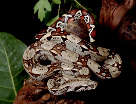 boa constrictor