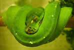 python vert morelia viridis