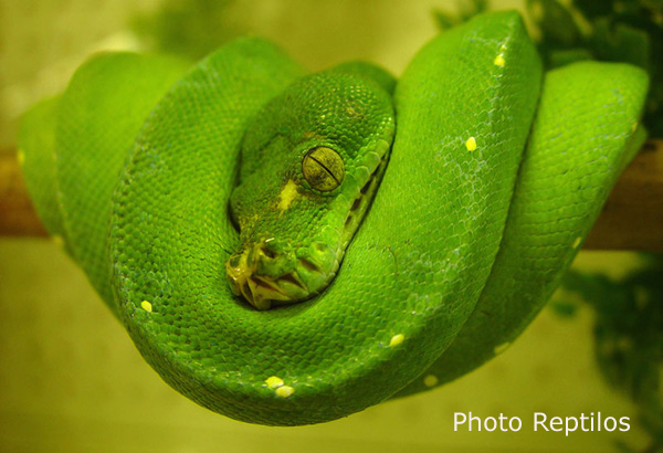 morelia viridis