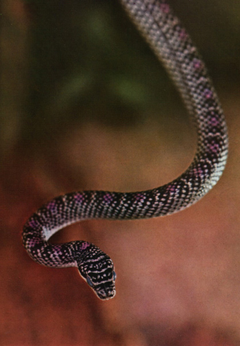 serpent volant chrysopelea
