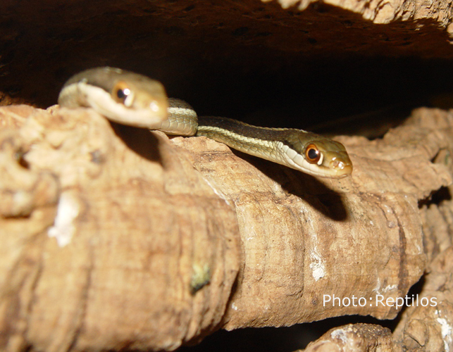 deux thamnophis curieuses