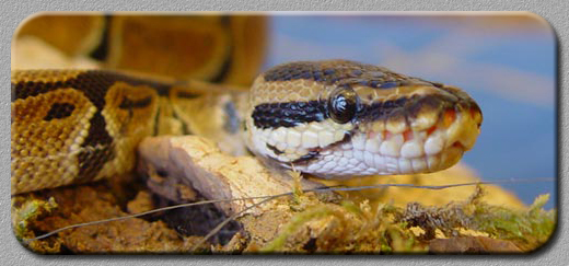 lilou mon python