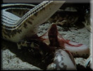 un serpent ovovivipare naissance d'un serpenteau